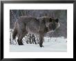 Nice Portrait Of A Dark-Colored Gray Wolf, Canis Lupus by Jim And Jamie Dutcher Limited Edition Pricing Art Print