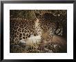Leopard Bites Into The Neck Of Its Fallen Prey by Kim Wolhuter Limited Edition Print