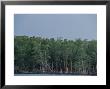 Tree-Lined Coast Of Southern Florida In The Everglades by Raul Touzon Limited Edition Print