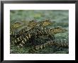 American Alligator Babies On Log, Texas by Roy Toft Limited Edition Print