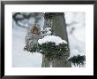 Snow-Covered Japanese Macaque Perched In A Tree by Tim Laman Limited Edition Print