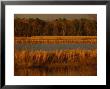 Autumn View Of Canada Geese On A Freshwater Marsh At Twilight by Raymond Gehman Limited Edition Print
