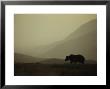 Silhouetted Grizzly Bear In A Foggy Mountain Landscape by Michael S. Quinton Limited Edition Print