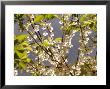 Mountain Silverbell Flowers, Jamaica Plain, Massachusetts Usa by Darlyne A. Murawski Limited Edition Print
