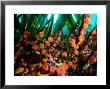 Proliferating Anemone, Epiactis Prolifera, Climbing Kelp Stalks by Paul Nicklen Limited Edition Pricing Art Print