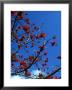 Close-Up Of Flame Tree With Sky by Michele Burgess Limited Edition Pricing Art Print