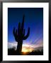 Saguaro National Park, Cactus, Sunset, Arizona, Usa by Steve Vidler Limited Edition Print