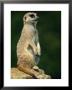 Meerkat On Look-Out, Marwell Zoo, Hampshire, England, United Kingdom, Europe by Ian Griffiths Limited Edition Print