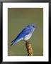Male Mountain Bluebird, Douglas County, Colorado, Usa by James Hager Limited Edition Print