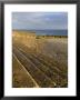 Selsey, Hampshire, England, United Kingdom by Charles Bowman Limited Edition Print