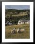 Sheep, Woodmancote Village Viewed From Cleeve Hill, The Cotswolds, Gloucestershire, England by David Hughes Limited Edition Print