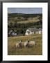 Sheep, Woodmancote Village Viewed From Cleeve Hill, The Cotswolds, Gloucestershire, England by David Hughes Limited Edition Pricing Art Print