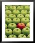 Single Red Apple Among A Number Of Green Apples by John Miller Limited Edition Pricing Art Print