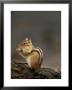 Eastern Chipmunk, (Eutamia Spp), Algonquin Provincial Park, Ontario, Canada by Thorsten Milse Limited Edition Pricing Art Print