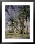 Palm Trees At Marrakech, Marocco by Henrie Chouanard Limited Edition Print