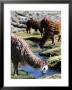 Grazing Alpacas by Paul Kennedy Limited Edition Print