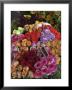 Colorful Rose Flowers For Sale On Street, Paris, France by Brimberg & Coulson Limited Edition Print