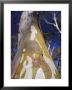 Catydid Marches Down A Textured Snow Gum Tree Trunk, Alpine Nationals Park, Australia by Jason Edwards Limited Edition Pricing Art Print