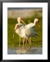 White Ibises Preening In Mangrove Shallows, Tampa Bay, Florida by Tim Laman Limited Edition Print