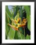 The Bright Red And Yellow Petals Of The Heliconia Flower by Jason Edwards Limited Edition Print