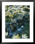 Autumn Foliage Floats Upon The Surface Of A Creek by Marc Moritsch Limited Edition Print