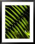 Sun Pattern On Tropical Jungle Leaf, Punta De Sal Island, Honduras by Richard Nowitz Limited Edition Pricing Art Print