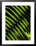 Sun Pattern On Tropical Jungle Leaf, Punta De Sal Island, Honduras by Richard Nowitz Limited Edition Print