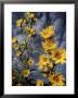 Wildflowers Blooming On The Kansas Prairie by Jim Richardson Limited Edition Pricing Art Print