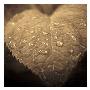 Heart by Jean-Francois Dupuis Limited Edition Pricing Art Print