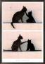 Jeu De Chats by Hans Silvester Limited Edition Print