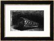 The Shell, 1650; The Shell Is A Conus Marmoreus, Native To South-East Africa, Polynesia And Hawaii by Rembrandt Van Rijn Limited Edition Print