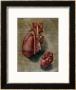 The Heart, Plate From Anatomy Of The Visceras by Arnauld Eloi Gautier D'agoty Limited Edition Print