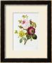 Study Of Pink Roses And Convulvulus by Pierre-Joseph Redouté Limited Edition Pricing Art Print
