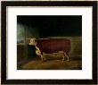 Portrait Of A Prize Hereford Steer, 1874 by Richard Whitford Limited Edition Print