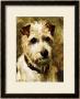 Portrait Of A Terrier: Darkie, 1903 by John Emms Limited Edition Pricing Art Print