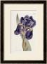 The Iris by William Curtis Limited Edition Pricing Art Print