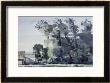 Trees - Dawn by Harry Becker Limited Edition Print