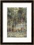 Native Australian Climbs A Coconut Palm In Northern Queensland by Percy F.S. Spence Limited Edition Print