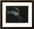 The Nebula Of The Constellation Orion by Charles F. Bunt Limited Edition Print