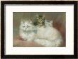 A Persian Cat And Her Kittens by Maud D. Heaps Limited Edition Print