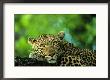 Leopard, Malamala Game Reserve, South Africa by Roger De La Harpe Limited Edition Print
