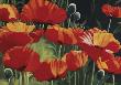 Curious Poppies by Christian Limited Edition Pricing Art Print