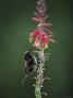Sunbird Feeding On Flower, Serengeti National Park, Tanzania, East Africa by Anup Shah Limited Edition Print