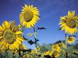 Blooming Sunflowers by Fogstock Llc Limited Edition Print