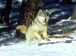 Grey Wolf, Running In Snow In Winter, Montana by Daybreak Imagery Limited Edition Print