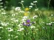 Leucananthemum Vulgare (0X Eye Daisy) And Blue Iris In Grass by Fiona Mcleod Limited Edition Print