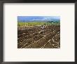 Sugar Cane Fields, Reunion Island, Indian Ocean by Sylvain Grandadam Limited Edition Print