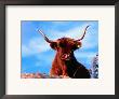 Long Horned Scottish Highland Cow On Kulla Peninsula, Kullaberg Nature Reserve, Skane, Sweden by Anders Blomqvist Limited Edition Print