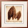 Taro Leaves by Michael Mandolfo Limited Edition Print