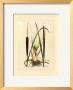 Antique Cattail I by Samuel Curtis Limited Edition Print